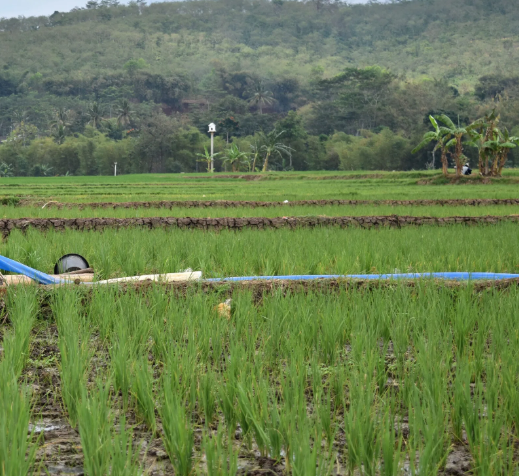 Pertanian Padi Cadang Pinggan